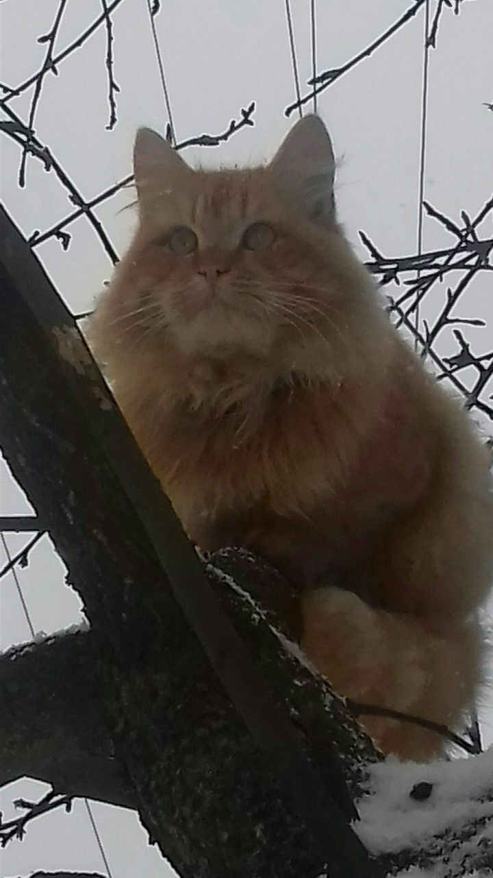 cat