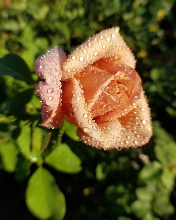 droplets