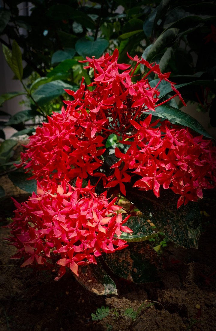 attractive flowers