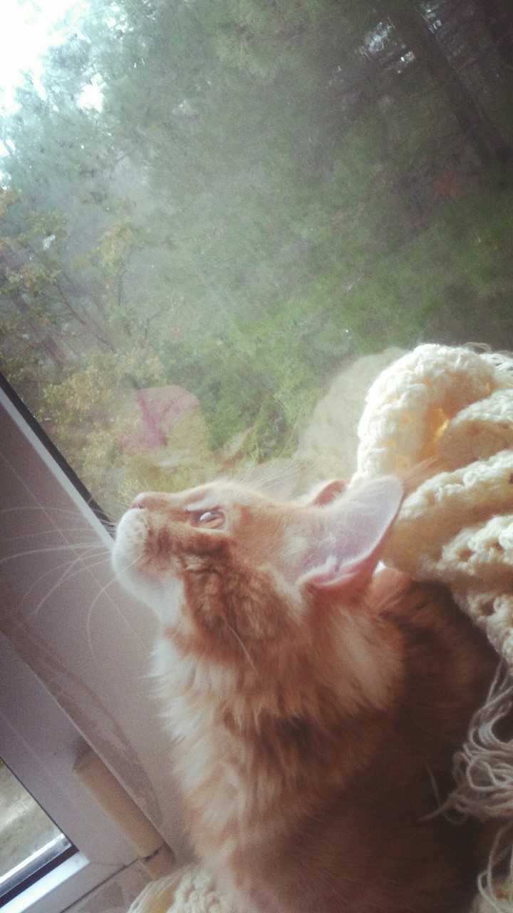 мой кот Мультик