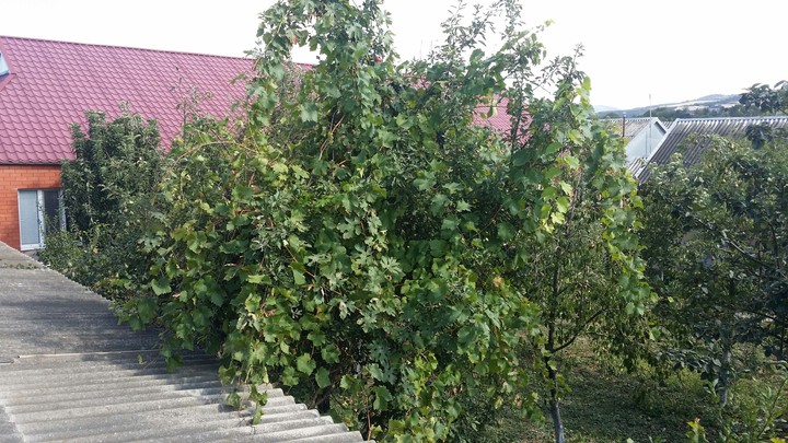 In my garden