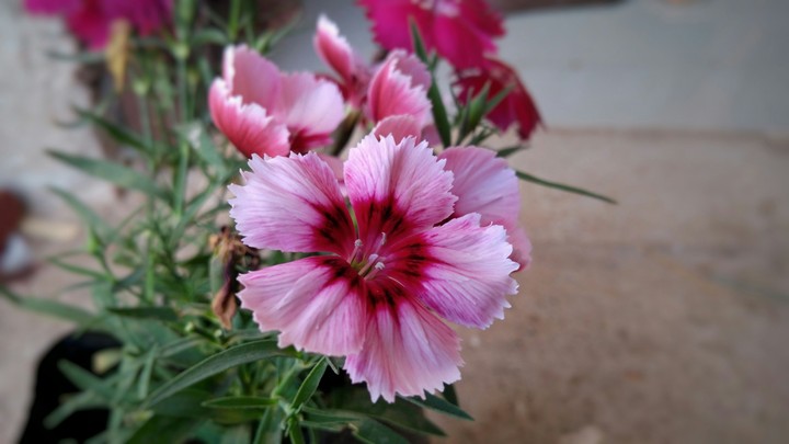 flower