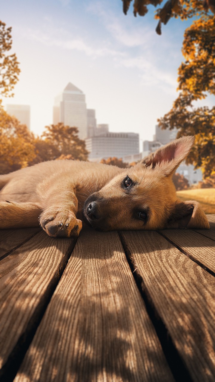 Dog
