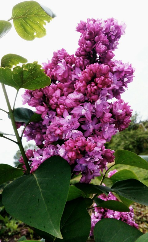 flowers