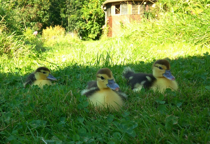 ducklings