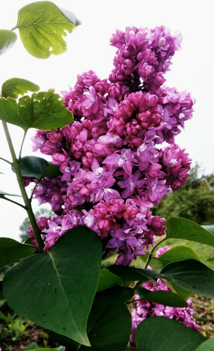 flowers