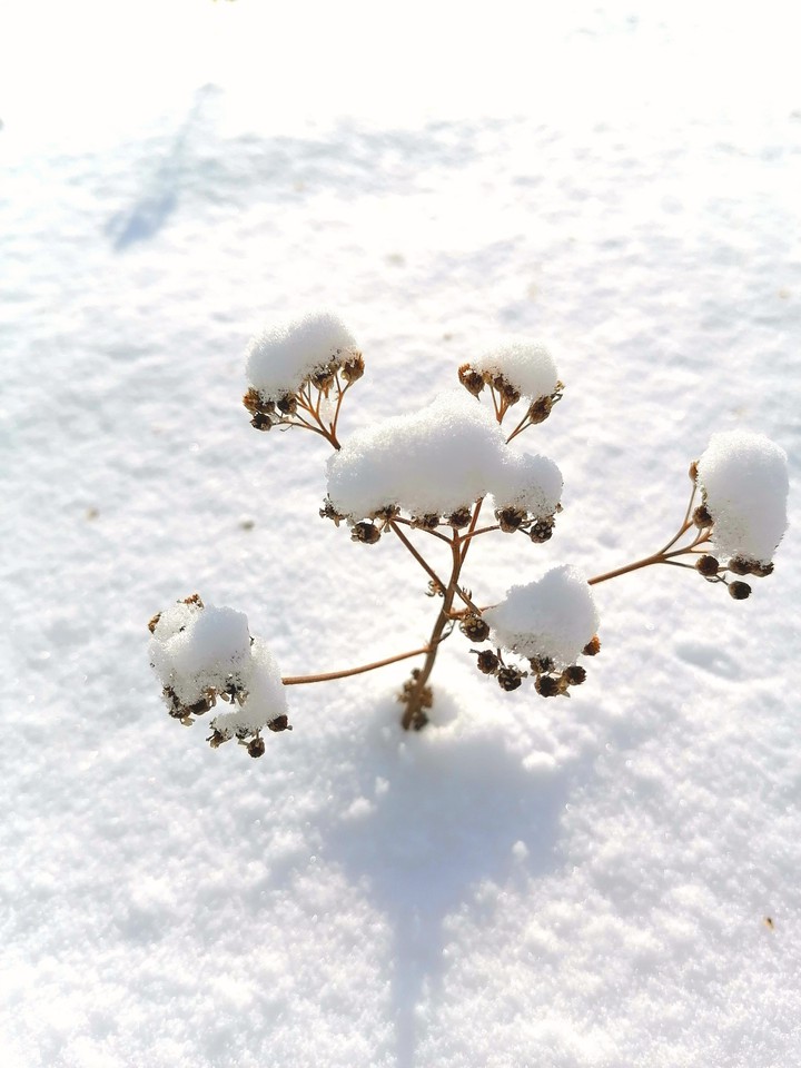 Snow flower