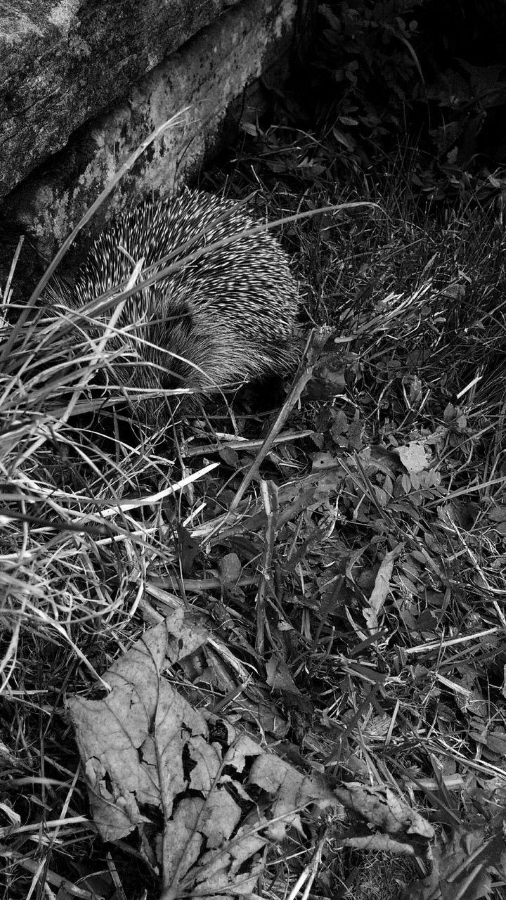 The shy hedgehog
