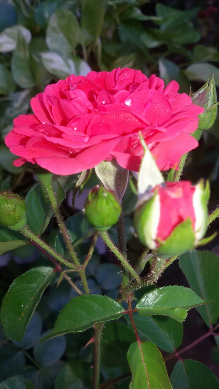 Mini red rose!!!