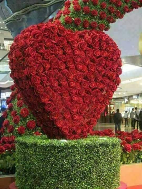 Roses end heard