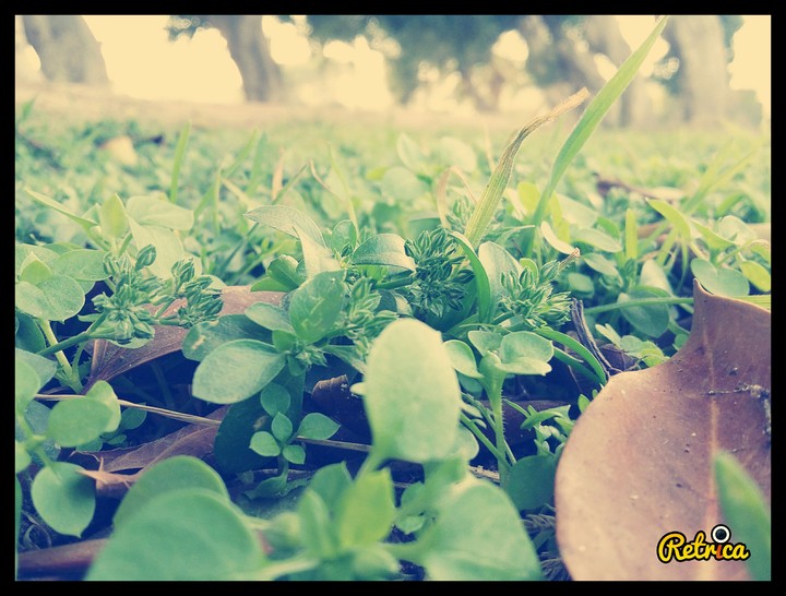 nature