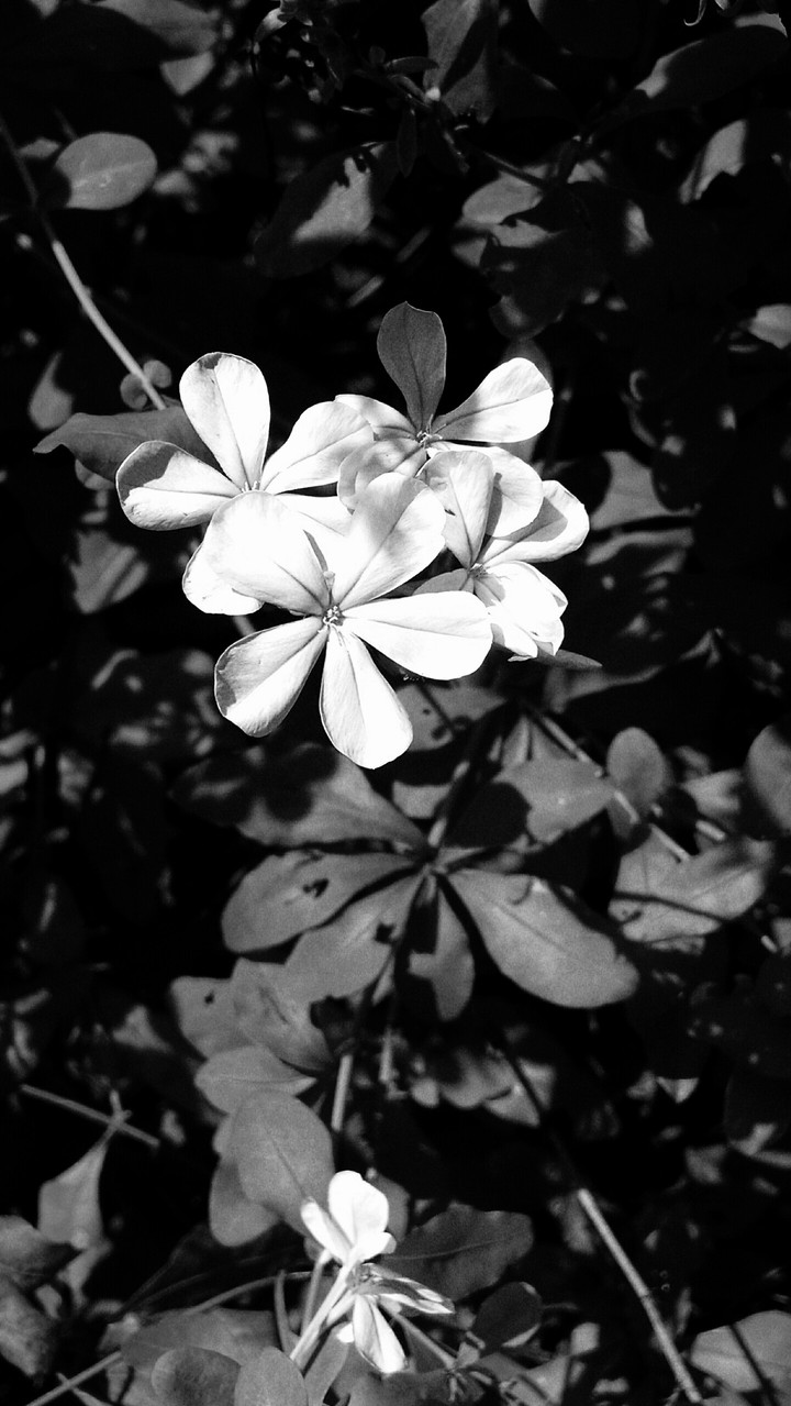 Beautiful white flowers in the woods