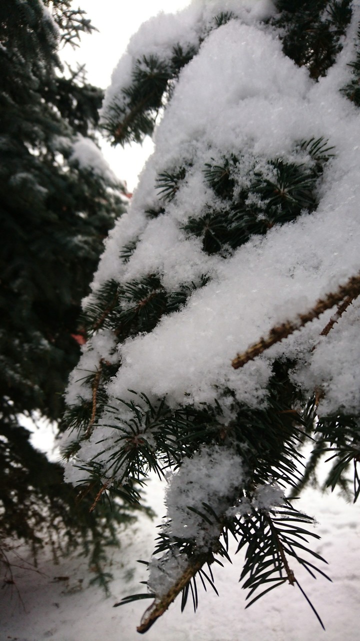 Снежок на ёлочке  ❄
