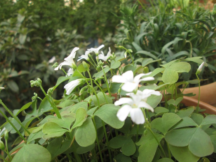 sleep flower