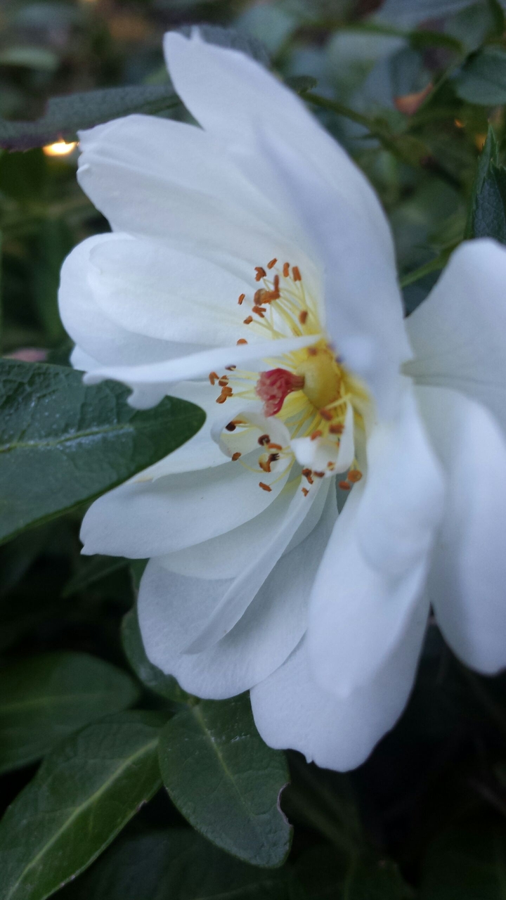 White Beauty