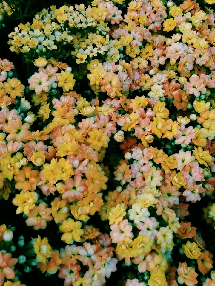 Little sunshine - Little flowers