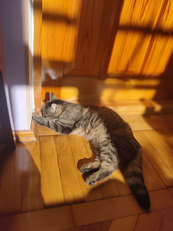 cat and sunshine