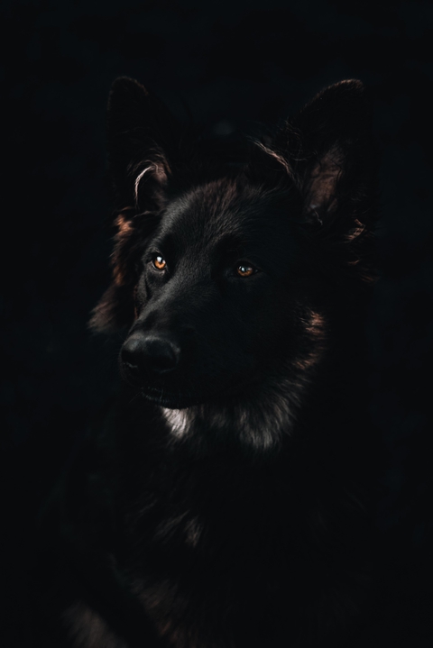 Black Dog