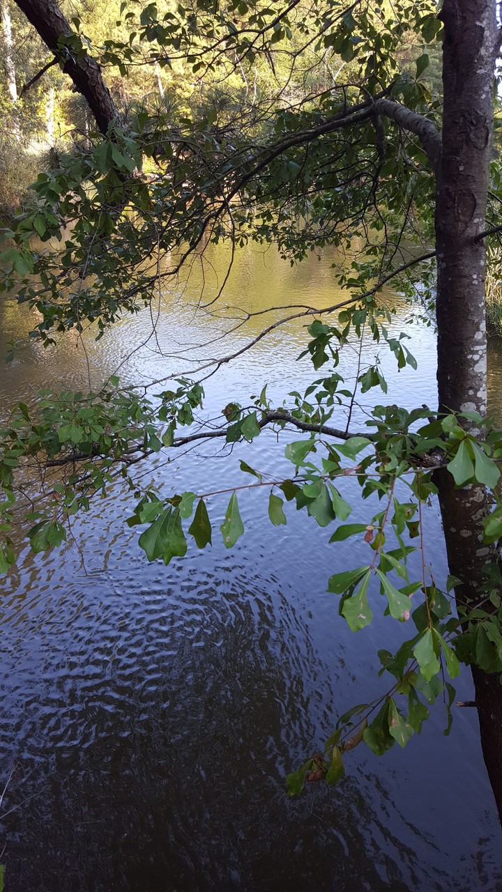 Assawoman Canal