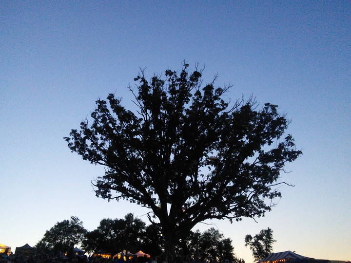 Hinterland Tree
