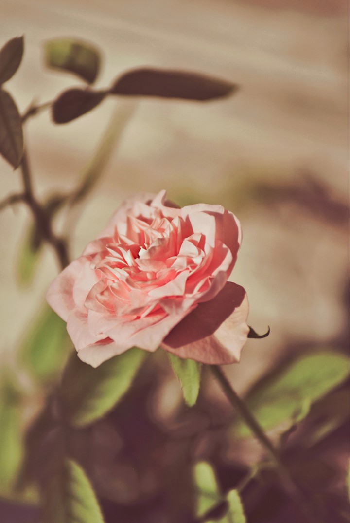 rose-my click-