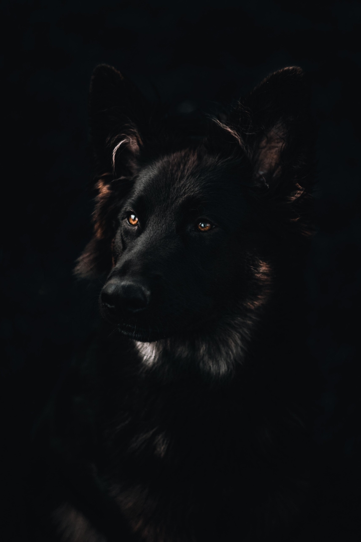 Black Dog