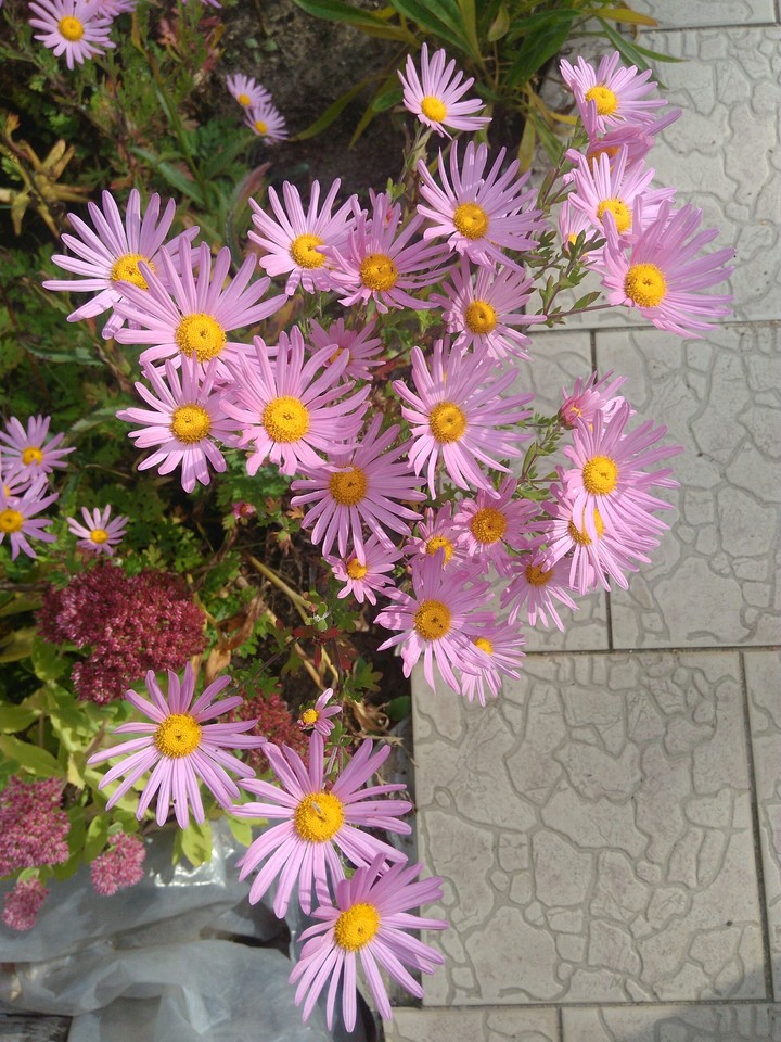 Daisy family