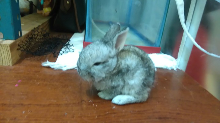 baby rabit