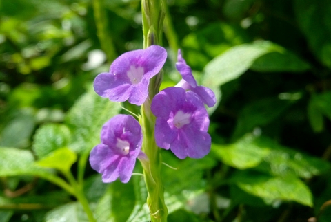 flower 2@&