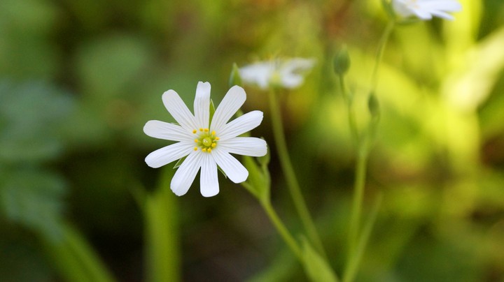 wildflowers