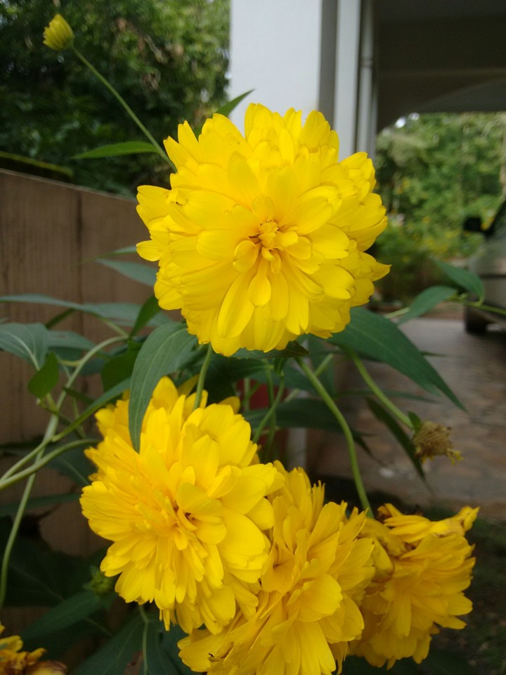 Dalia