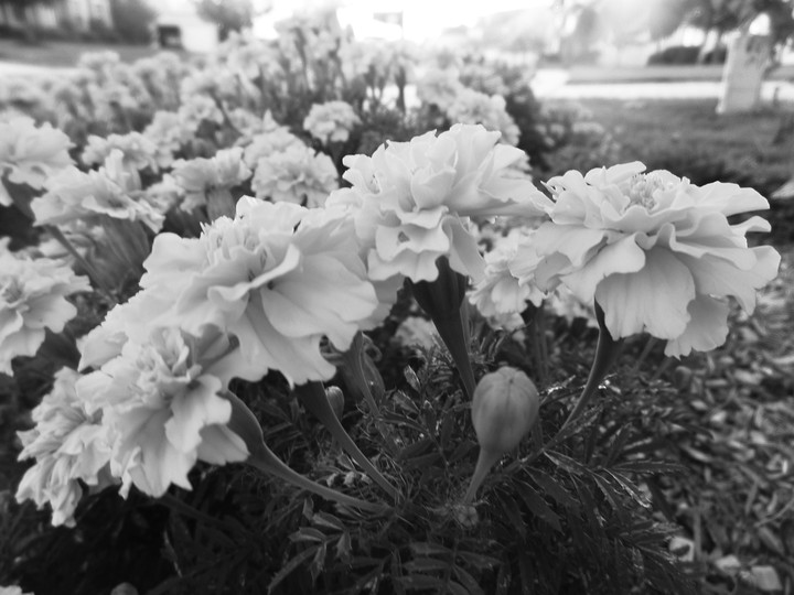 Black White