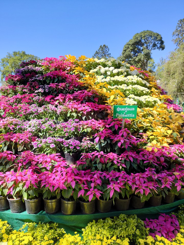 blooming flowers