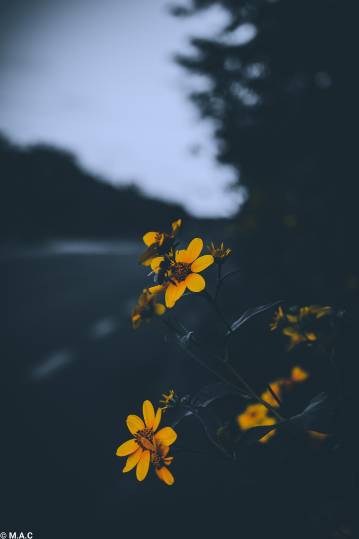 unas hermosas flores