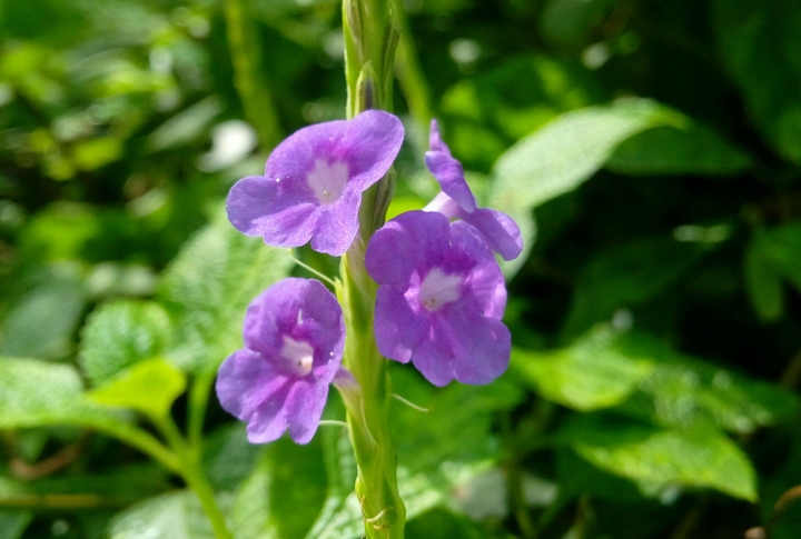 flower 2@&