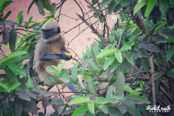 monkey