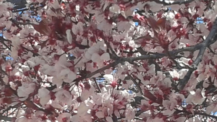 Cherry Blossom