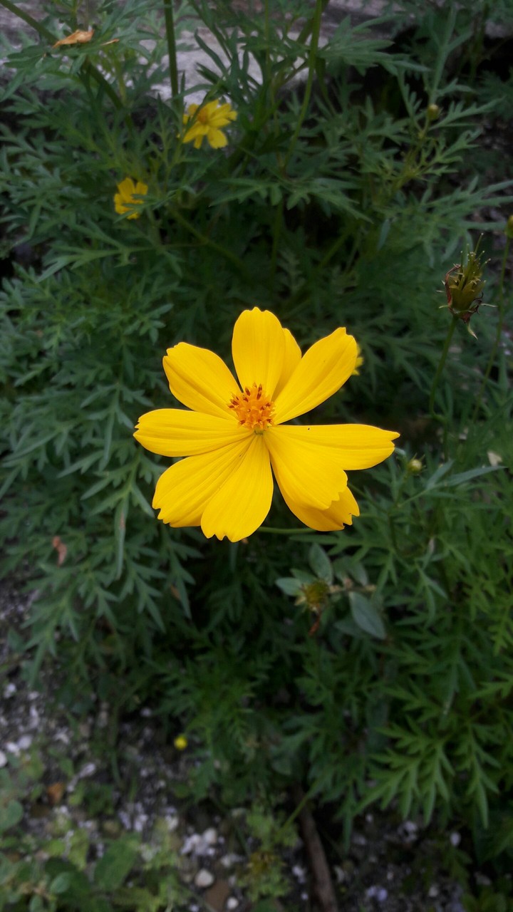 yellow flower