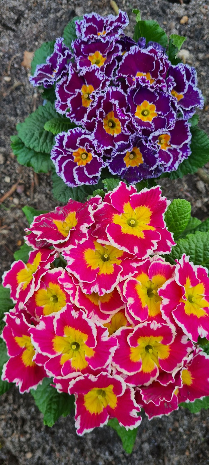 Fiorì