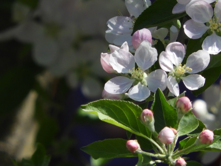Apple tree blossoms