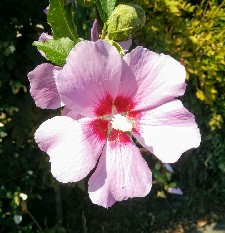 flower