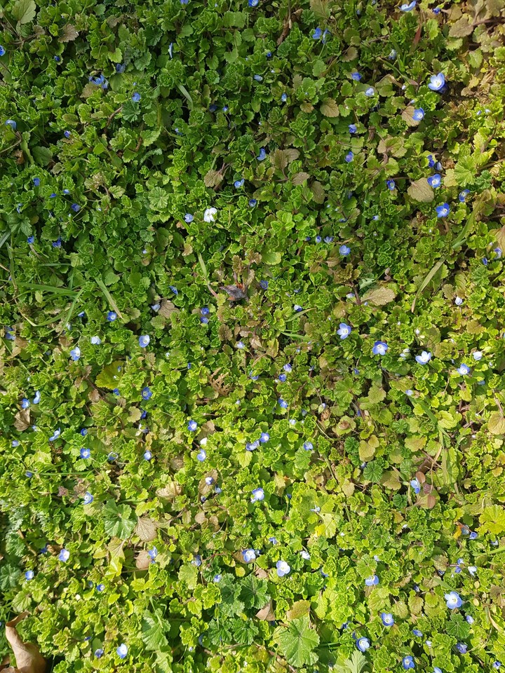 natural