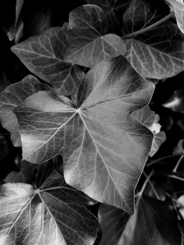 Black-and-white