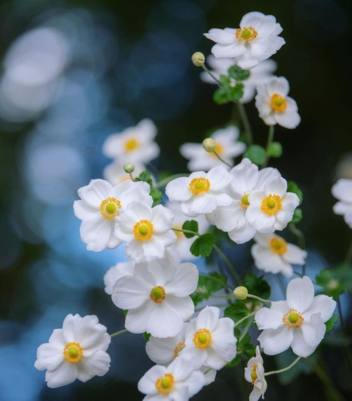 Anemone