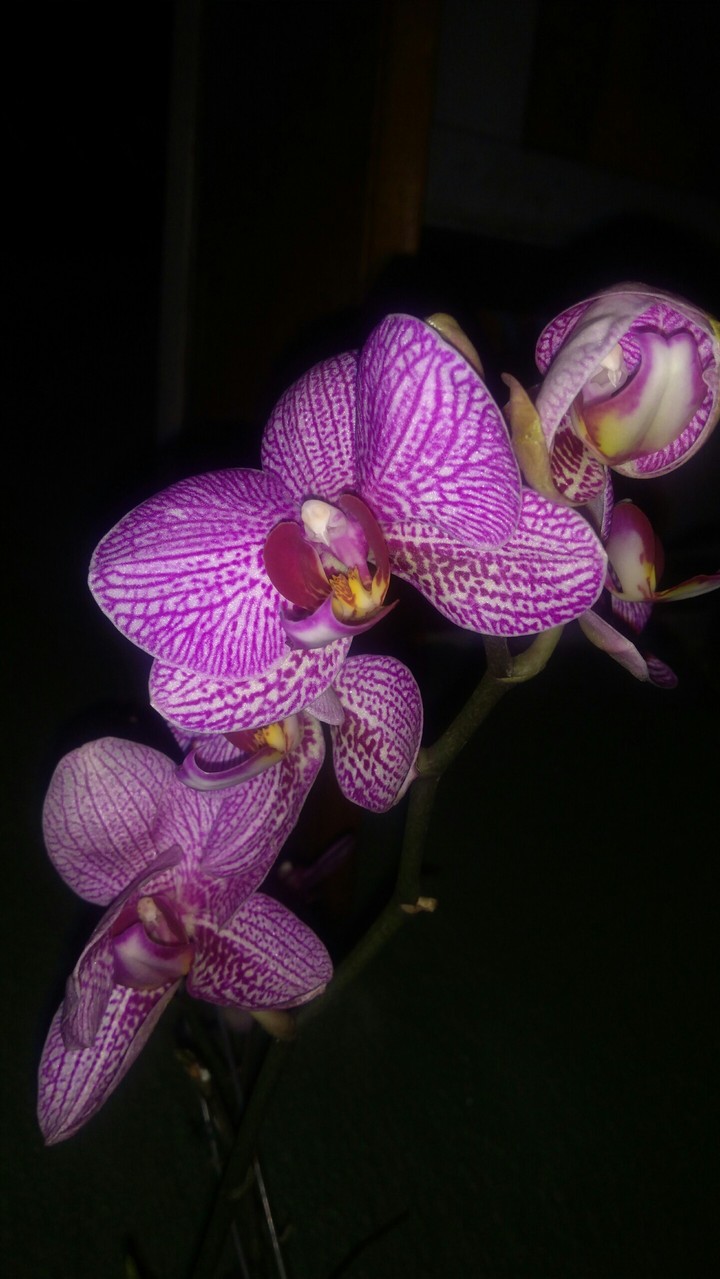 orquídeas