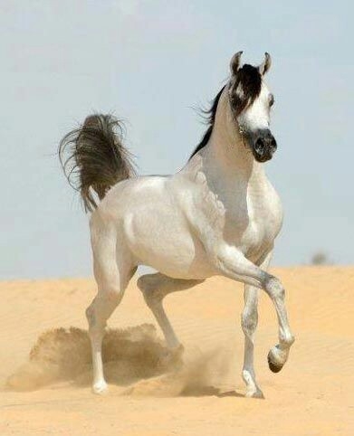 freedom