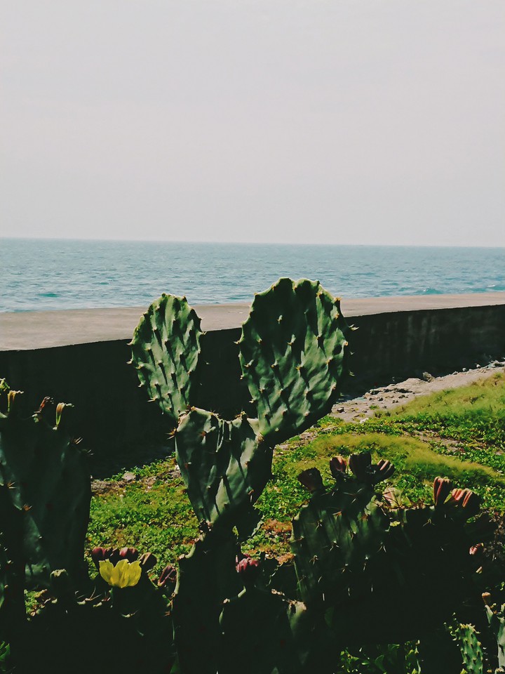Mickey Mouse
 ,cactus