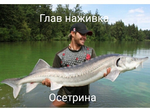 глав