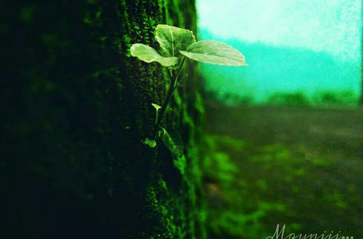 greenary......