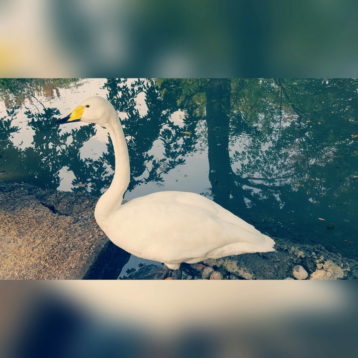 Swan